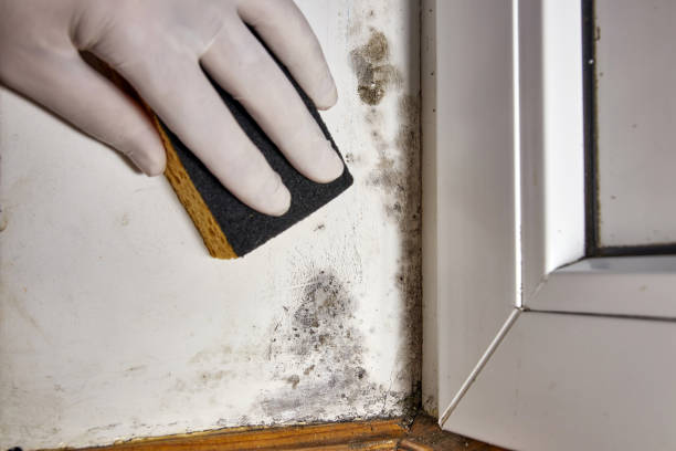 Mold Remediation for Vacation Homes in Palatine, IL